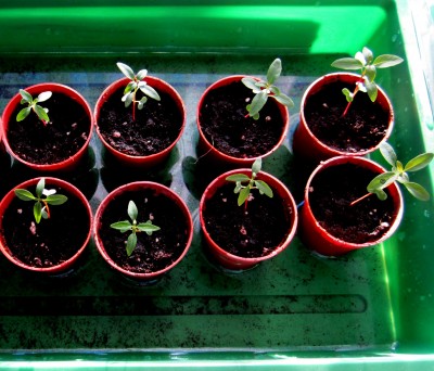 Frühling 2014 2 031.jpg