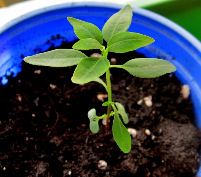 Frühling 2014 2 034.jpg