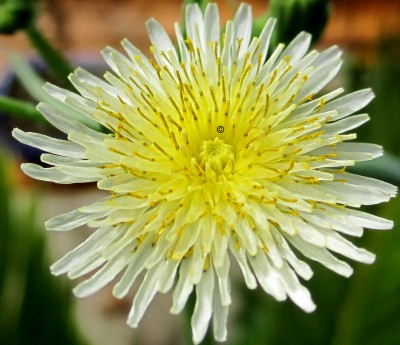 Frühling 2014 2 0221.jpg