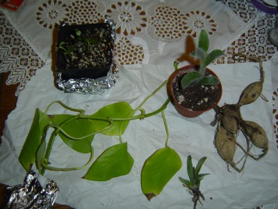DSC01861 a.jpg