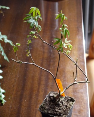 Passiflora mollissima Curuba.JPG