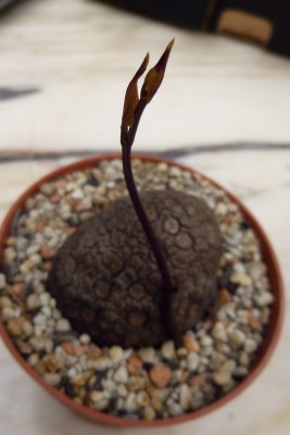 dioscorea_bulbifera_1.jpg