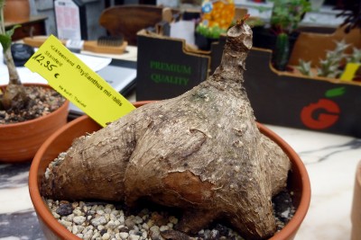 phyllanthus_mirabilis_1.jpg