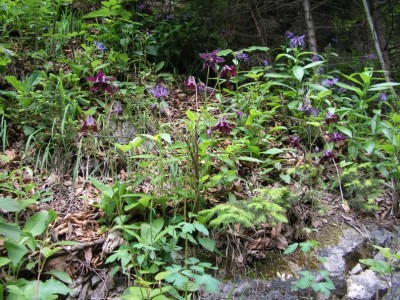 bergflockenakelei.JPG