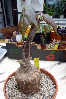sterculia_colorado_1.jpg