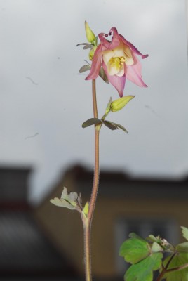 DSC_0417_Akelei_rosa.jpg