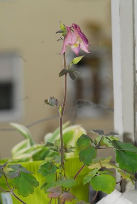 DSC_0423_Akelei_rosa.jpg