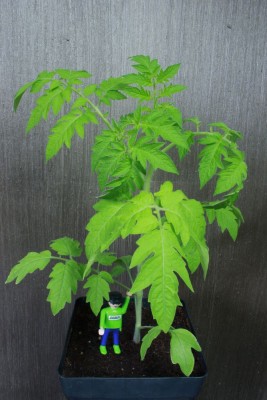 Tomate 1 am 22.04.2014.jpg