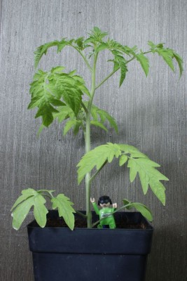 Tomate 2 am 22.04.2014.jpg