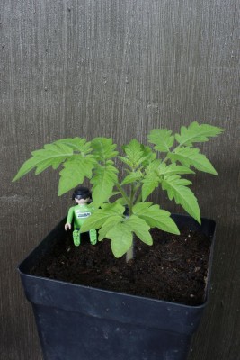 Tomate 3 am 22.04.2014.jpg