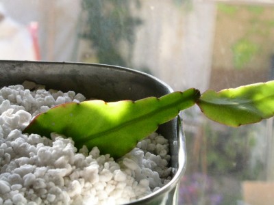 PICT0017.JPG