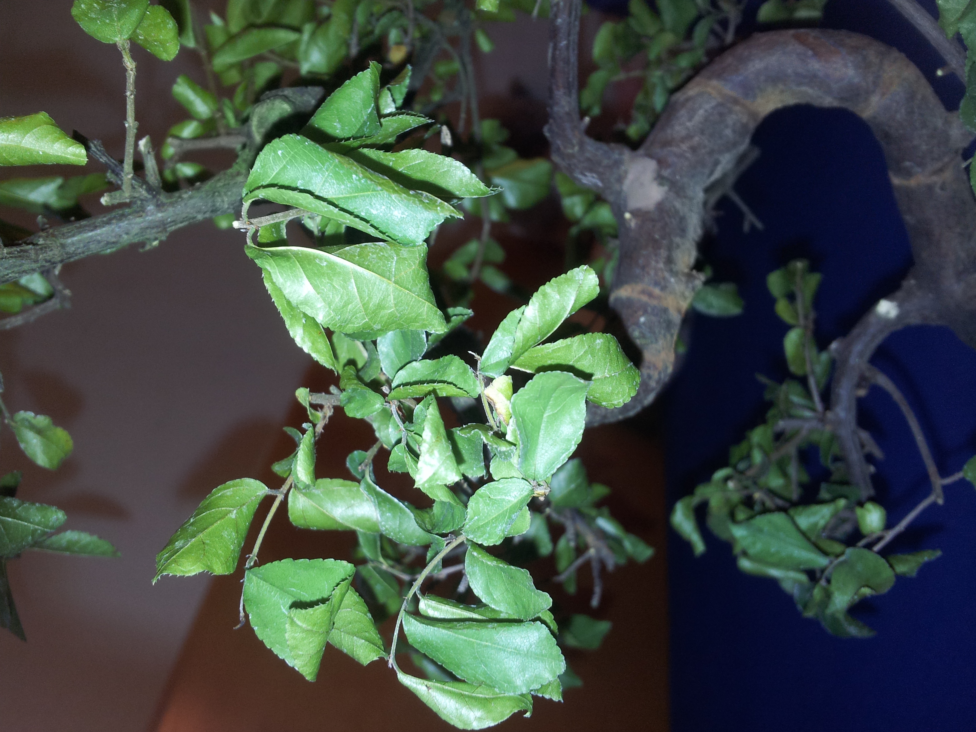 Hilfe was ist mit meinem Sageretia theezans bonsai  Pflanzenkrankheiten &  Schdlinge  GREEN24 Pflanzen & Garten Forum