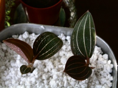 PICT0016.JPG