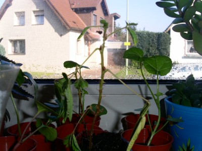 PICT0024.JPG