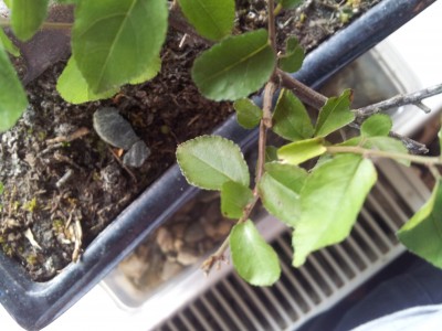 Hilfe was ist mit meinem Sageretia theezans bonsai  Pflanzenkrankheiten &  Schdlinge  GREEN24 Pflanzen & Garten Forum