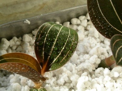 PICT0018.JPG