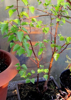 Frühling 2014 2 290.jpg