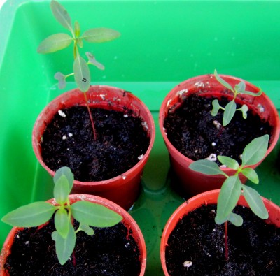 Frühling 2014 DEGLUPTA.jpg