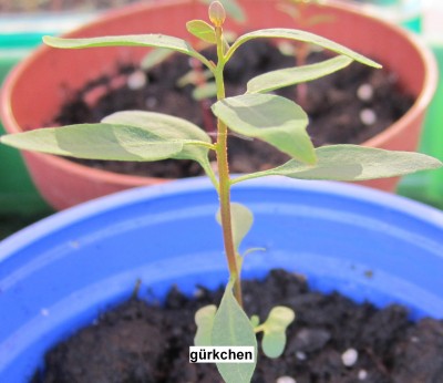 Frühling 2014 2 272.jpg