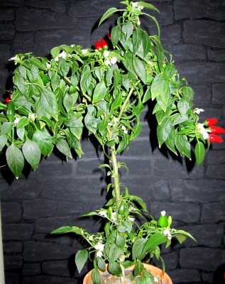 Sibirische-Hauspaprika.jpg