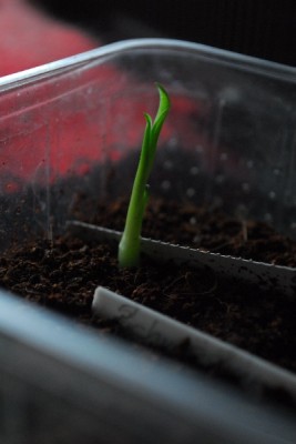 Frühling14 050pp.jpg