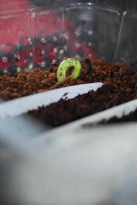 Frühling14 052pp.jpg