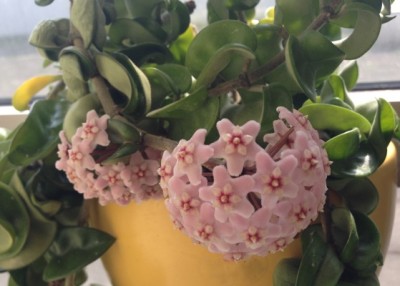 hoya2014-04-24web.JPG