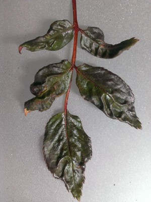IMAG0679.jpg