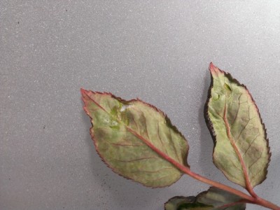 IMAG0678.jpg