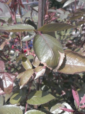 IMAG0682.jpg