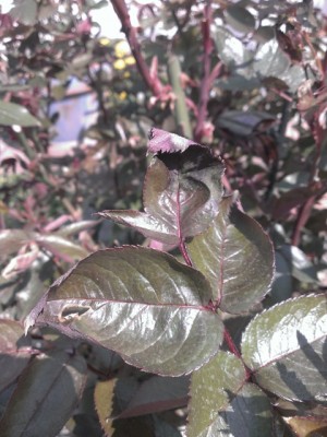 IMAG0680.jpg