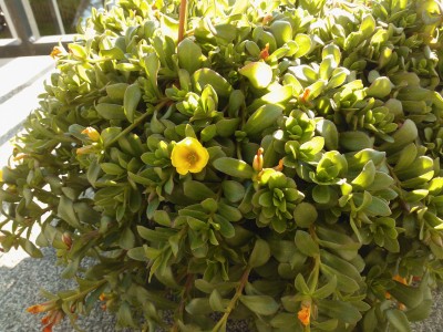 garten1.jpg