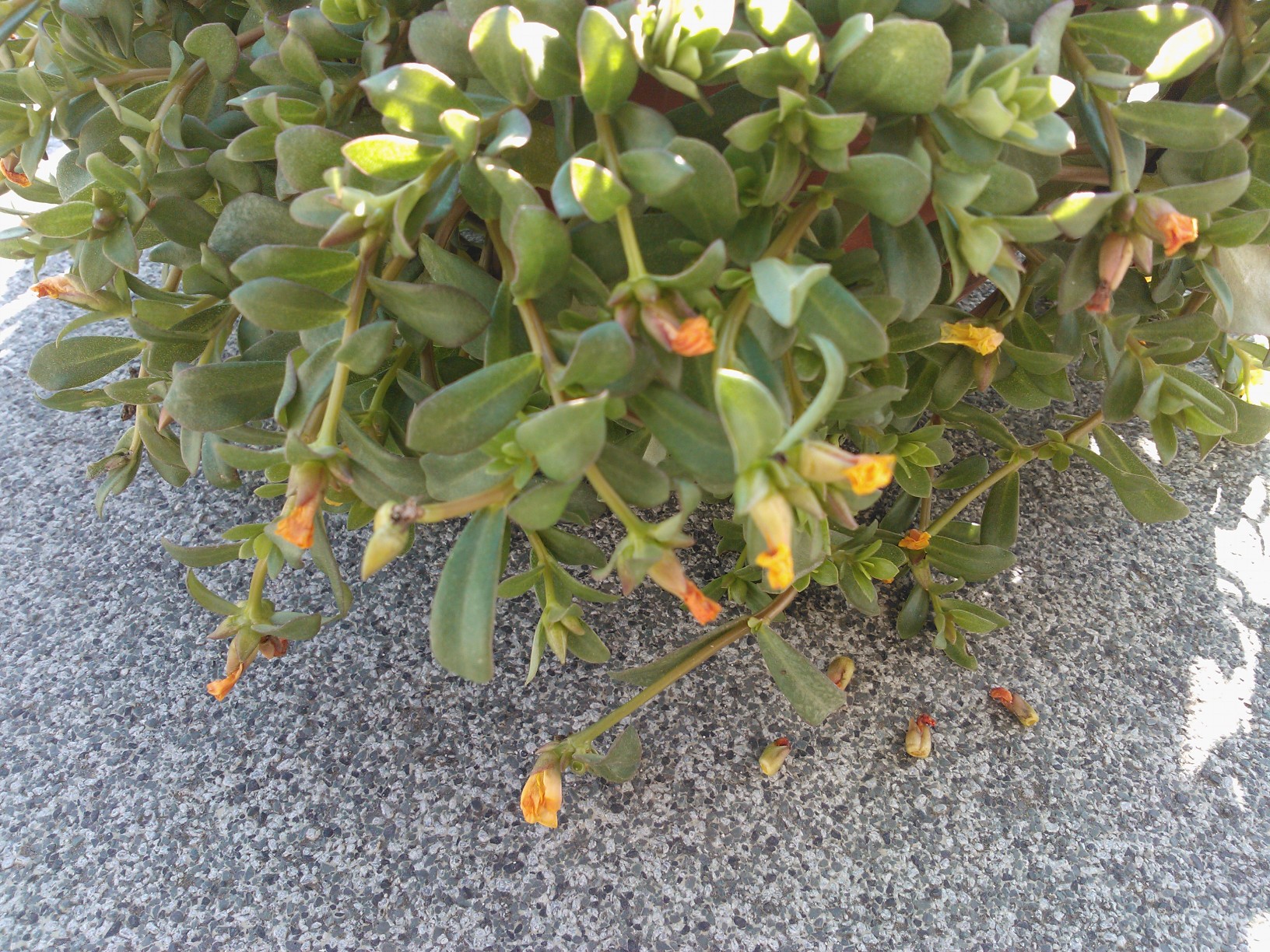 Pflanze mit gelben und orangen Blüten- Portulaca umbraticola ·  Pflanzenbestimmung & Pflanzensuche · GREEN24 Pflanzen & Garten Forum
