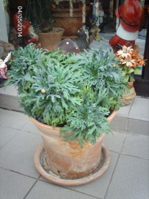 IMAG4028.JPG