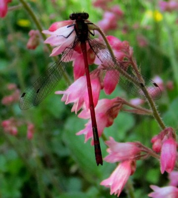 Frühling 2014 2 330 Kopie.jpg