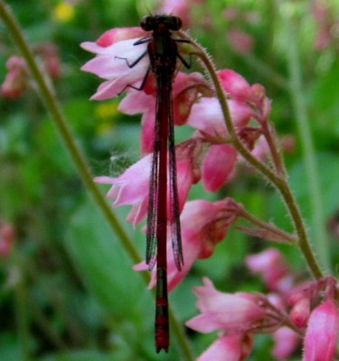 Frühling 2014 2 331 Kopie.jpg