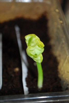 Frühling14 054pp.jpg