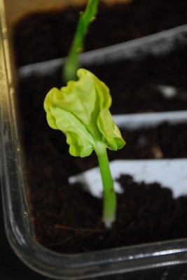 Frühling14 055pp.jpg