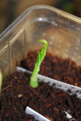 Frühling14 056pp.jpg