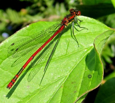 Frühling 2014 2 333 Kopie.jpg