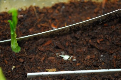 Frühling14 057pp.jpg