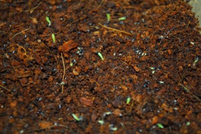 Frühling14 058pp.jpg