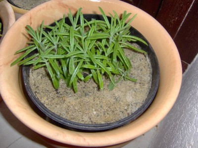 Hpim0253.jpg