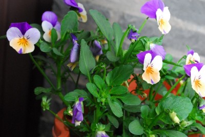 Frühling14 064pp.jpg