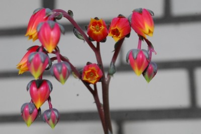 Frühling14 065pp.jpg