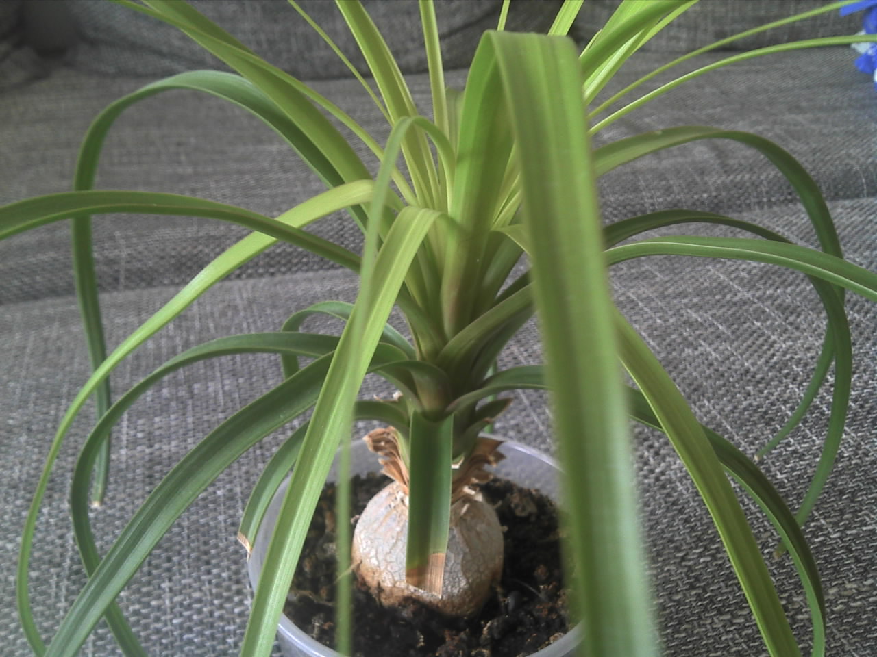 frucht kaktus Kaktusfeige kaufen | Exotisch & saftig