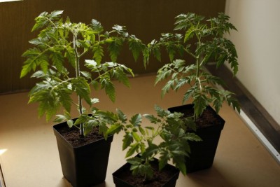 Tomaten 27.04.2014.jpg