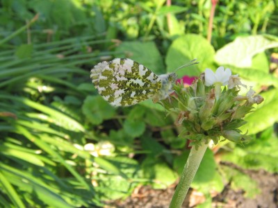 Schmetterling 005.JPG