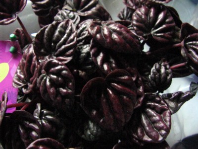 rote Lidlpflanze.jpg