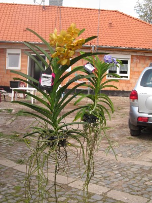 Vanda.JPG